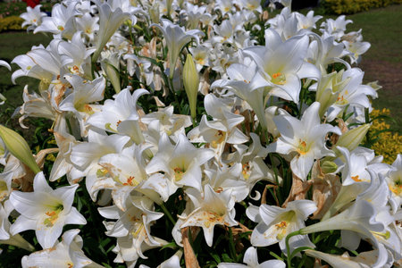 Beautiful white lily flowers blooming in the garden, stock photoの写真素材