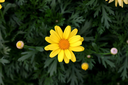 Yellow chrysanthemum flower in the garden, top viewの写真素材
