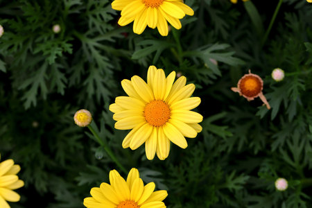 Yellow chrysanthemum flower in the garden, stock photoの写真素材
