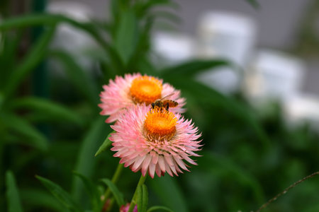 straw flower and bee in the garden. shallow depth of fieldの写真素材
