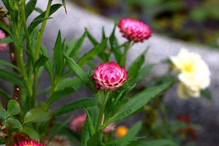 Straw flower in the garden. (Helichrysum bracteatum)の写真素材
