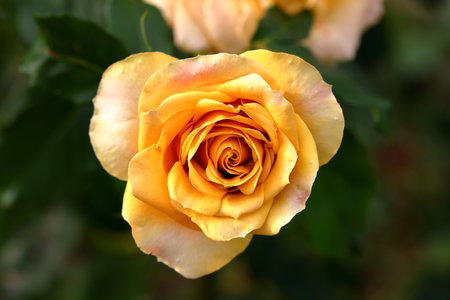 Beautiful yellow rose in the garden, closeup. Nature backgroundの写真素材