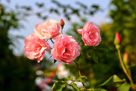 Beautiful pink roses in the garden on a sunny summer day.の写真素材