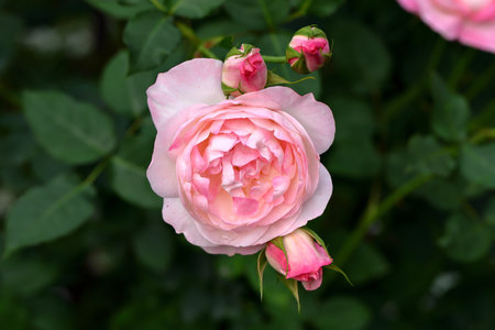 Beautiful pink rose in the garden on a background of green leavesの写真素材