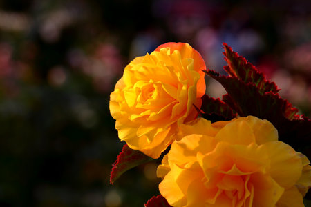 Yellow begonia flower in the garden with bokeh background.の写真素材