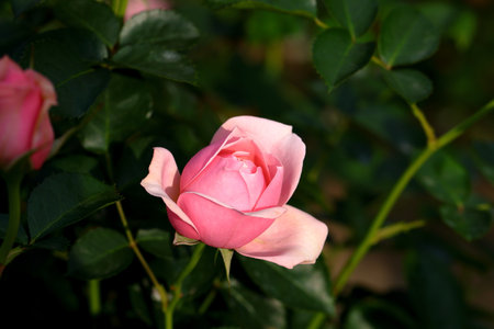 Beautiful pink rose in the garden on the background of green leavesの写真素材