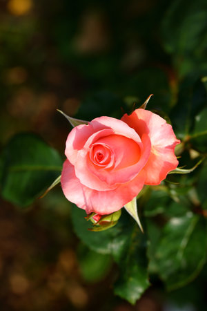 Beautiful roses in the garden, Roses are beautiful with a beautiful sunny day.の写真素材