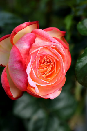Beautiful roses in the garden, Roses are beautiful with a beautiful sunny day.の写真素材