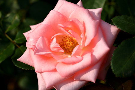 Beautiful pink rose flower in the garden. Close-up.の写真素材