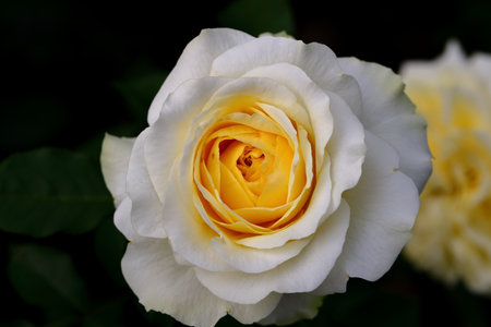 Beautiful white rose in the garden on a black background, close-upの写真素材