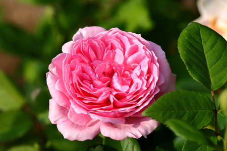 Beautiful pink rose in the garden, close-up. Nature backgroundの写真素材