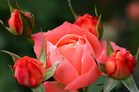 Beautiful roses in a garden on a sunny summer day close upの写真素材