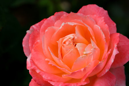 Beautiful roses blooming in the garden, Roses are beautiful with a beautiful sunny day.の写真素材