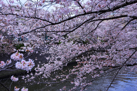 Cherry blossoms in full bloom along the river, Japan.の写真素材