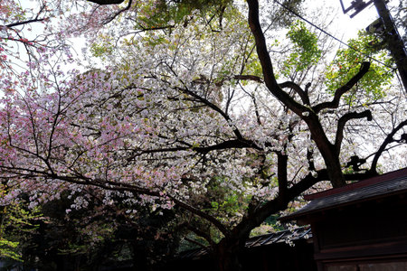 Cherry blossoms in Tokyo, Japan. Cherry blossom in Tokyoの写真素材