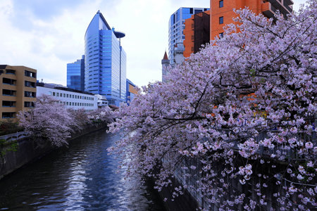 Cherry blossoms along the riverside of Yokohama, Japanの写真素材