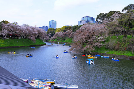Cherry blossoms and boat in the park at Tokyo, Japanの写真素材
