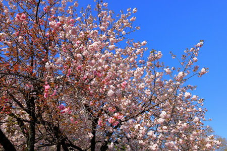 Cherry blossoms and blue sky, closeup of photo.の写真素材