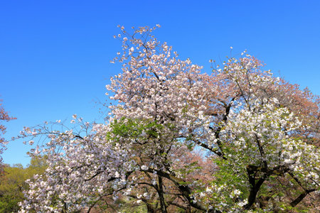 cherry blossom in spring, close-up, blue skyの写真素材