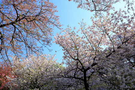 Cherry blossoms in full bloom with blue sky in the backgroundの写真素材