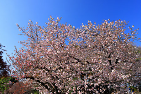 cherry blossom in japanese garden, closeup of photoの写真素材