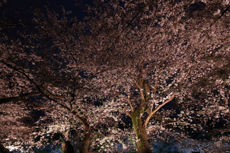 Cherry blossoms in full bloom at night in the park.の写真素材