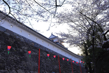 Cherry blossom in Kyoto, Japan.の写真素材