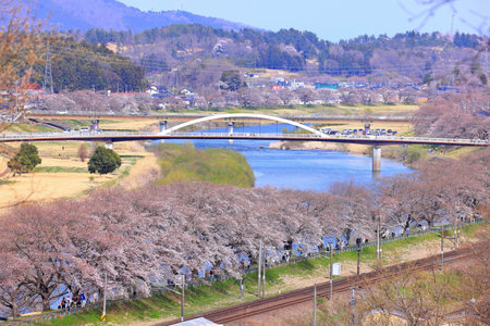 Scenery of the Kanagawa River and cherry blossom treesの写真素材