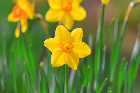 Yellow daffodils in spring garden. Shallow depth of field
