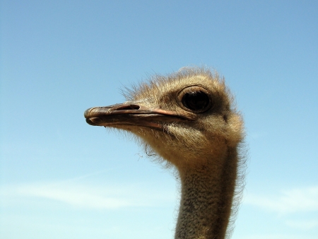 Ostrichの写真素材