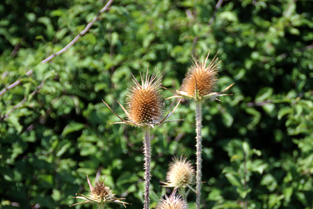 Thorny flowers on a background of the green plantsの写真素材