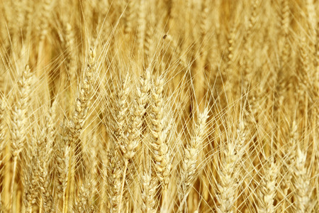 Ears of the wheat in golden-yellow tonesの写真素材