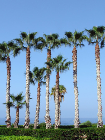 palm treesの写真素材