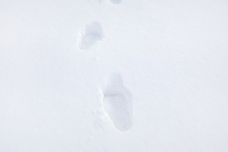 The series of the tracks in the snowの写真素材
