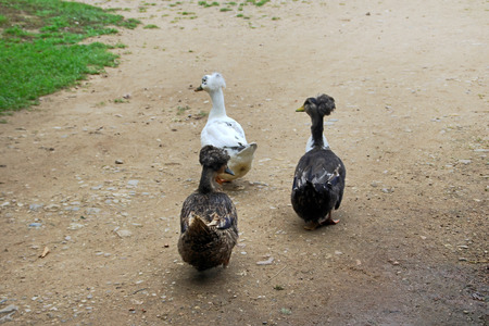 Ducks on the village roadの写真素材