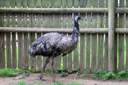 Ostrich on the farm on the background of the fenceの写真素材