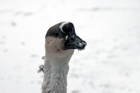 Portrait of the goose on the snow background