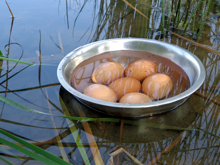 Eggs in the bowl in the shallow waterの写真素材