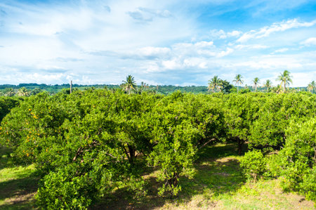 Large fields of orange plants, orange harvest