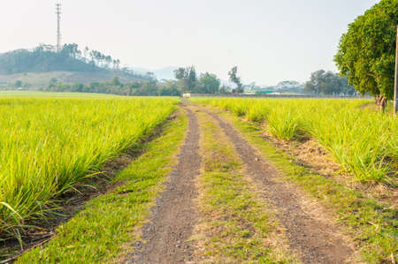 Rural road between sugar cane plantation in El Salvadorの写真素材