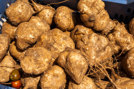 food root in the popular markets of Atacoの写真素材