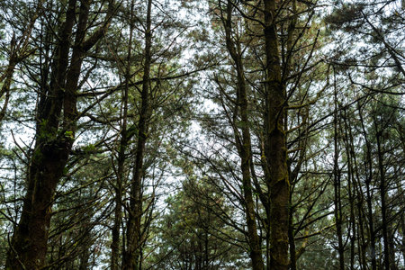 Image of a pine forest in El Pital, El Salvador, with soft natural light filtering through the branches. A serene environment full of vegetation.の写真素材
