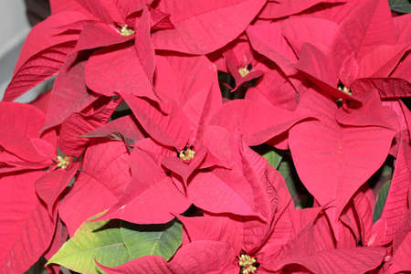 Poinsettiaの写真素材