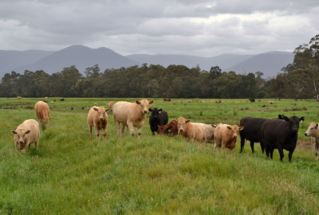Group of Cowsのeditorial素材