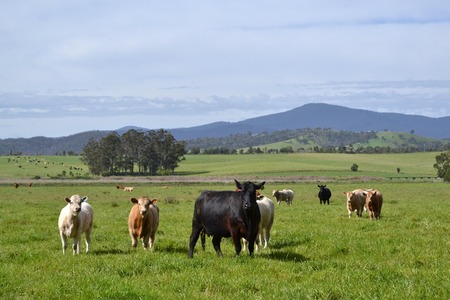 A group of cows in a farm in Australiaの写真素材