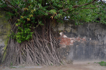 The root attached on the old wall, taken in Tree House (Taiwan)の写真素材
