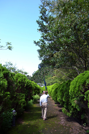 A monk with his umbrella walking on the road between trees (taken in Taiwan)の写真素材