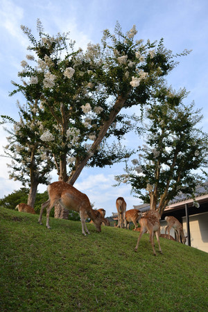 The deers eating grass around Nara Park, Japan. Pic was taken in July 2017.の写真素材