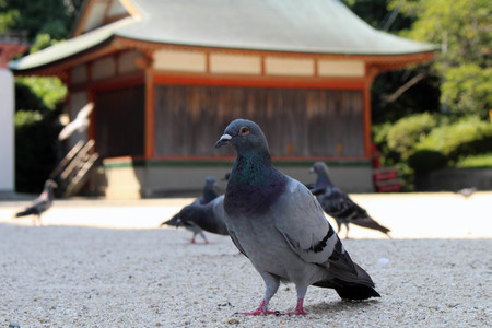 A kit of pigeons (or doves?) hanging around Japanese Shrine. Pic was taken in August 2017.の写真素材