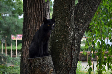 A Japanese black cat chasing something. Pic was taken in August 2017.の写真素材